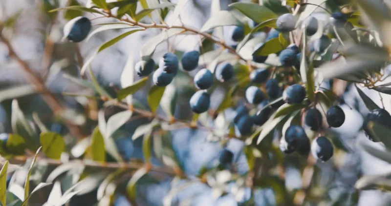Olive branches moving in the wind
